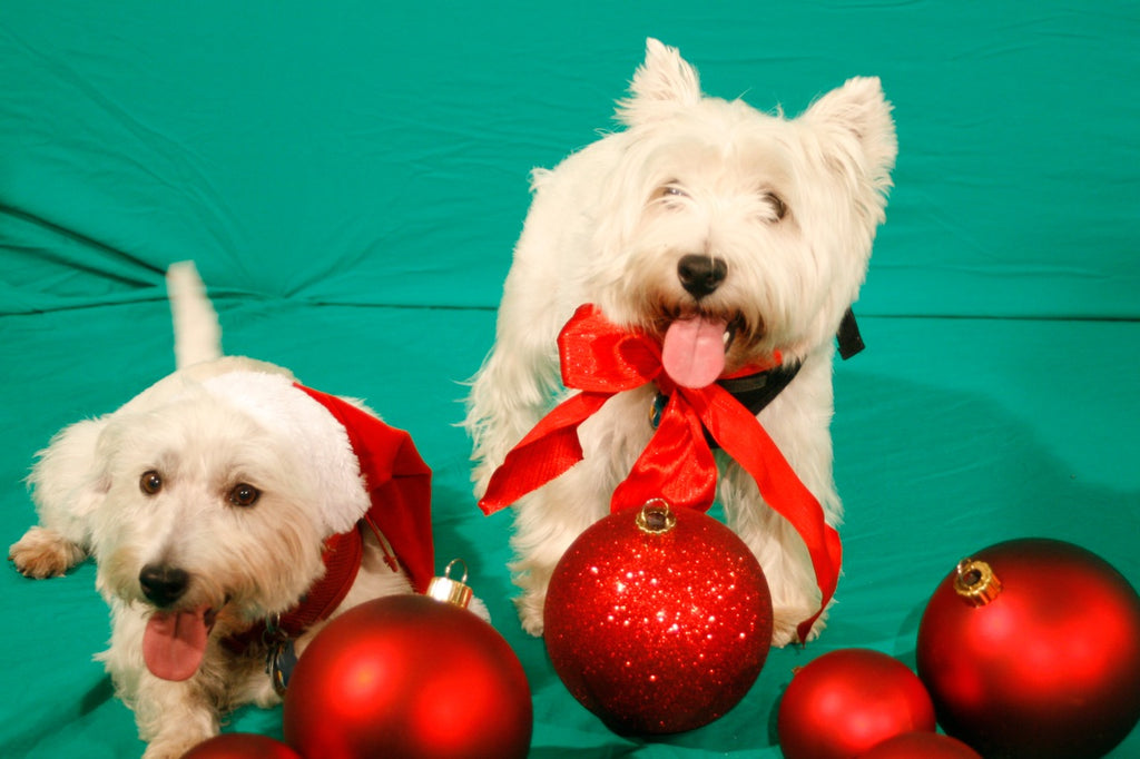 Maryland Westie Rescue Westies