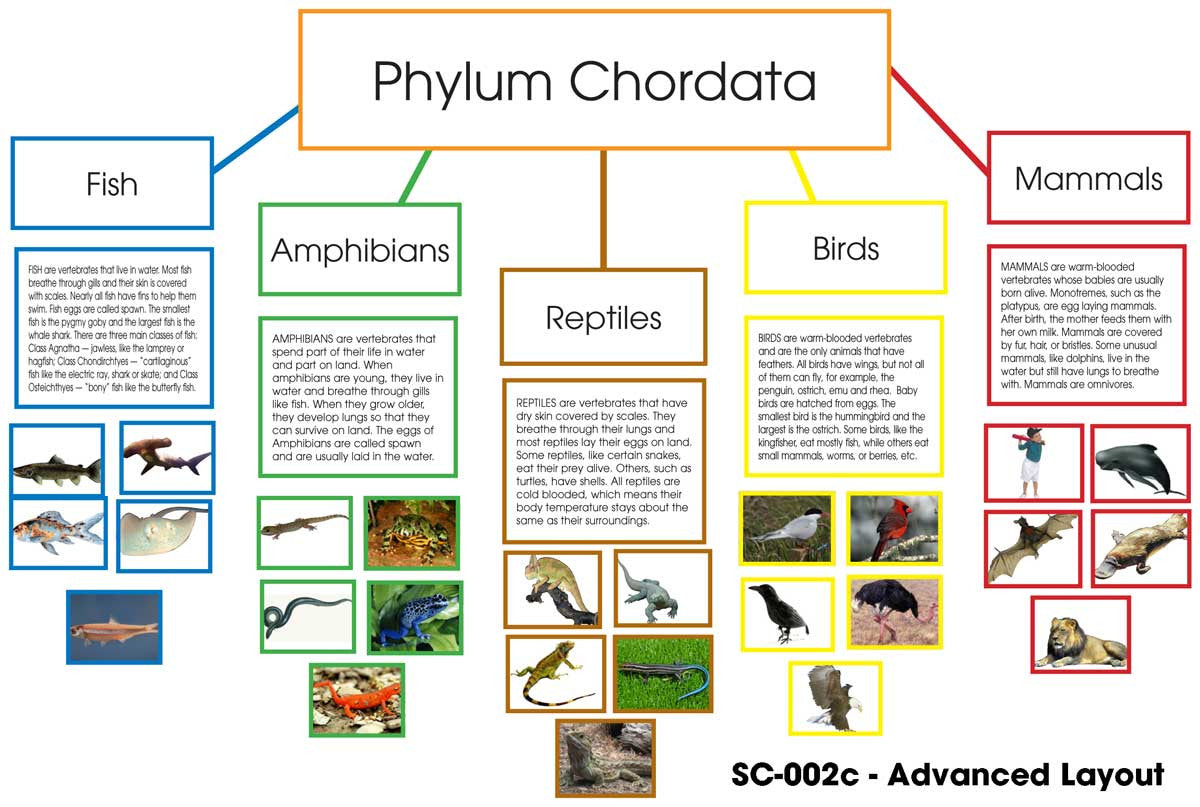 Phylum Chordata Layout – Montessori Materials by Lakeview