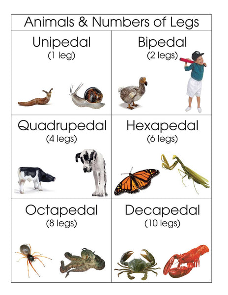 Animals and Number of Legs – Montessori Materials by Lakeview