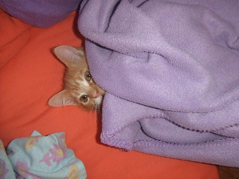 Cat in blanket