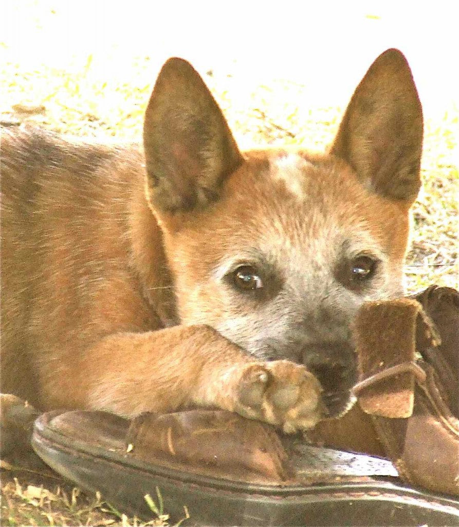 A blog by Sass, (Steves mate, the red cattle dog).