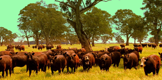 Civilised country, miles from the outback.