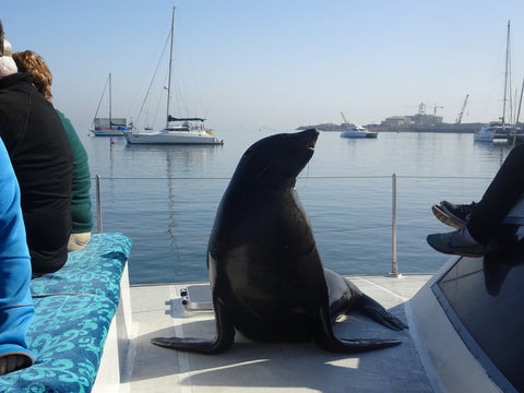 Seals at Walvis Bay