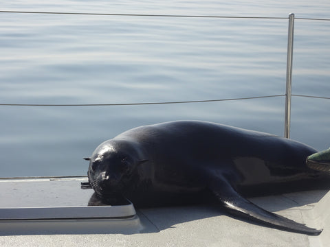 Seals on board