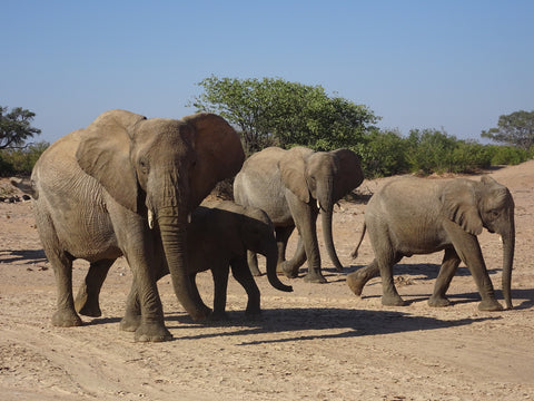 Family of desert elephants