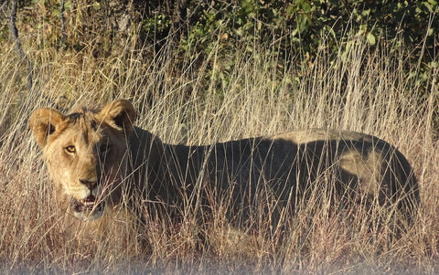 Lion encounter at Etosha National Park