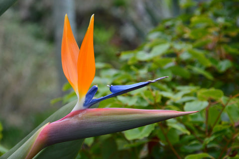 Bird of Paradise, Madeira
