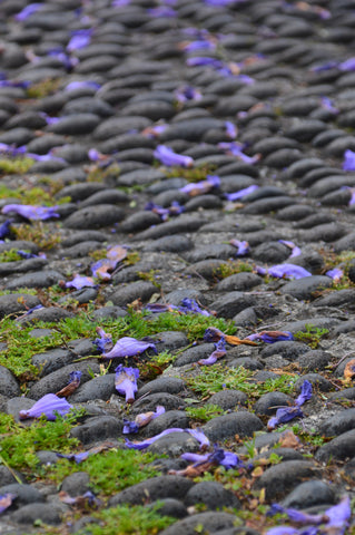 Jacaranda petals, Funchal