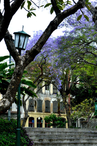 Jacaranda trees in Funchal, Madeira