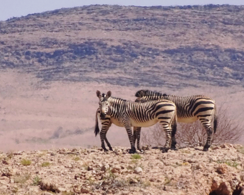 Hartmann's Mountain Zebras