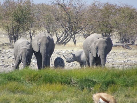 Elephant family and friend - can you spot the rhino?