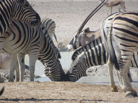 Zebras drinking at the waterhole
