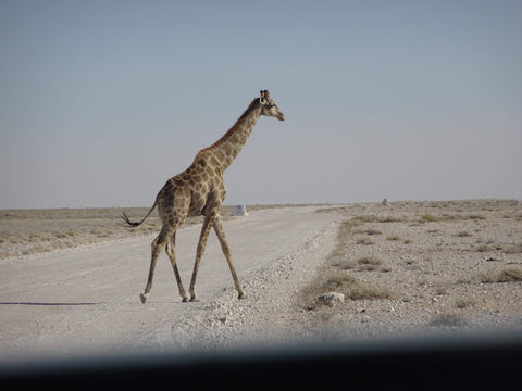 Giraffe crossing the road