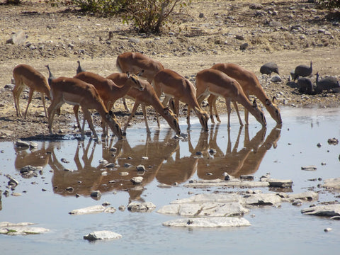 Black Faced Impalas - we love their reflections in the water!