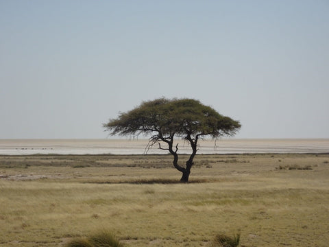 Mopane trees