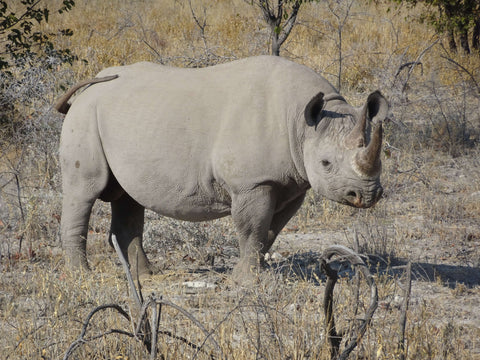 Black Rhino in the wild
