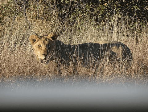 Wild lion at Etosha National Park