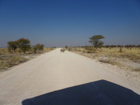 Black Rhino crossing the road