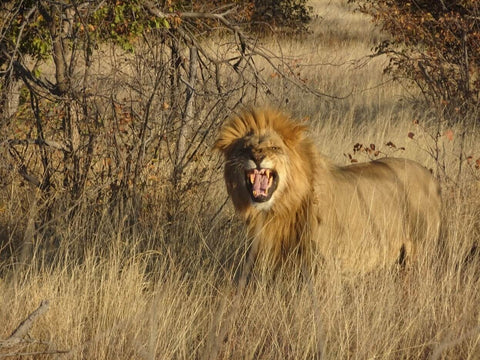Roaring lion at Etosha