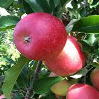 5 gal. 5 ft. Red McIntosh Apple Fruit Tree