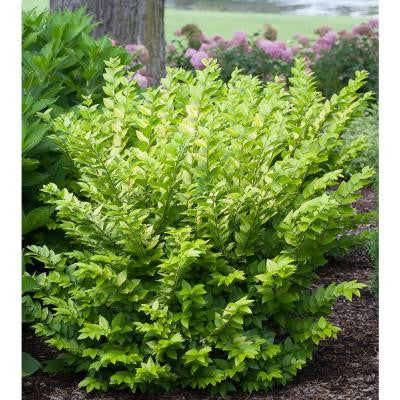 3 Gal. Golden Ticket Ligustrum ColorChoice Privet Shrub