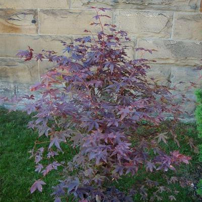 1 gal. Bloodgood Red Japanese Maple Tree