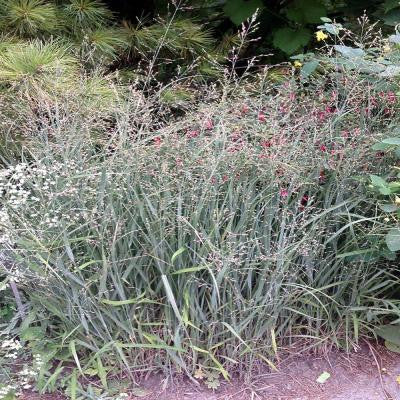 2 gal. Little Bluestem Grass