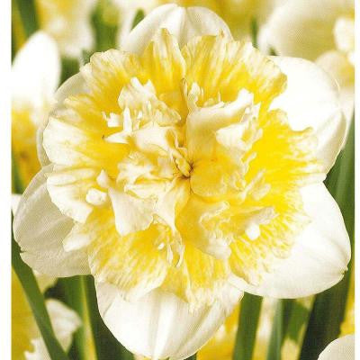 Daffodil Ice King Dormant Bulbs (20-Pack)