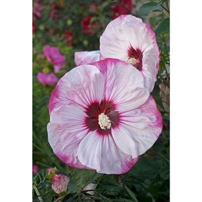 1 Gal. Summerific Cherry Cheesecake Hibiscus Rose Mallow Shrub