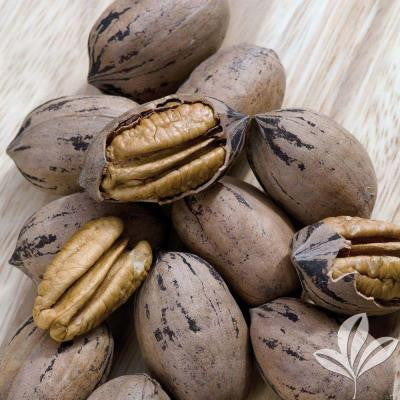 Desirable Pecan Tree