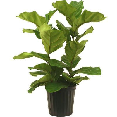 8-3/4 in. Ficus Pandurata Bush in Pot
