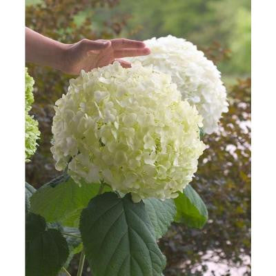 Incrediball ColorChoice Hydrangea 1 Gal. Butterfly Bush Shrub