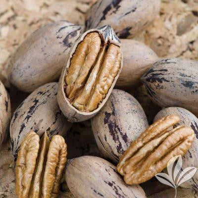 Sumner Pecan Tree
