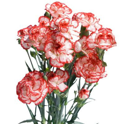 Christmas Color Mini Carnations (160 Stems - 640 Blooms) Includes Free Shipping