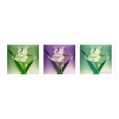 8 in. x 24 in. Three White Iris Canvas Art