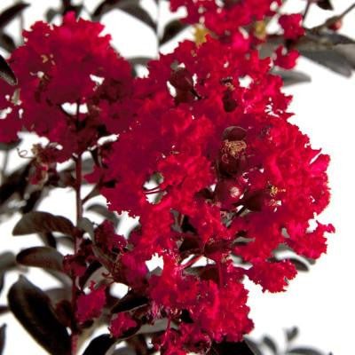 2 Gal. Delta Flame Crape Myrtle