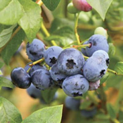 3 Gal. Woodard Blueberry Shrub
