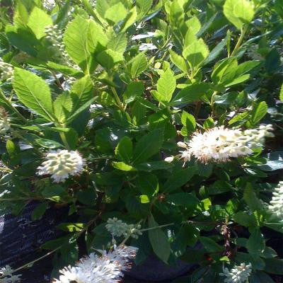 1 gal. Hummingbird Summersweet Shrub