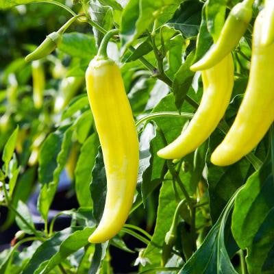 4 in. Banana-Hot Pepper