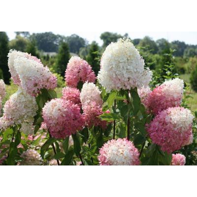 1 Gal. Red Zeppelin Zinfindoll ColorChoice Oakleaf Hydrangea