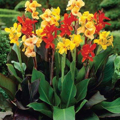 Canna Mixed (Standard) Dormant Bulbs (8-Pack)