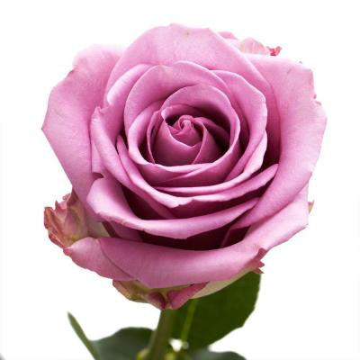 Lavender Color Roses (250 Stems) Includes Free Shipping