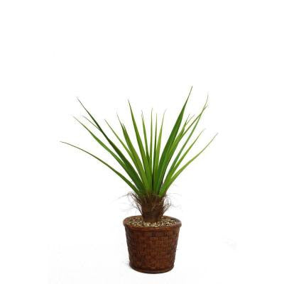 49 in. Tall Agave Plant with Cocoa Skin in 17 in. Fiberstone Planter