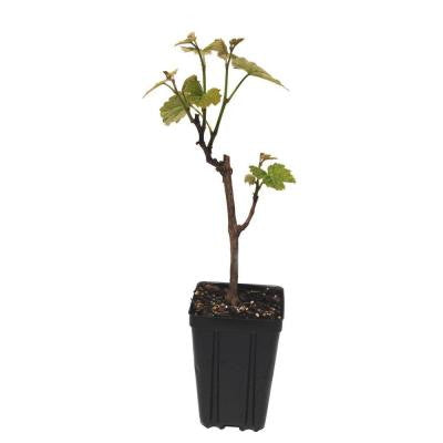 Steuben Grape Fruit Bearing Potted Vine