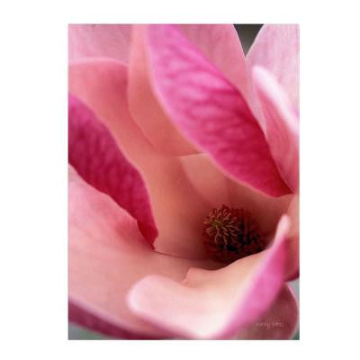 22 in. x 32 in. Tulip Magnolia Blossom Canvas Art