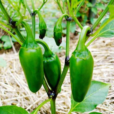 Jalapeno Pepper