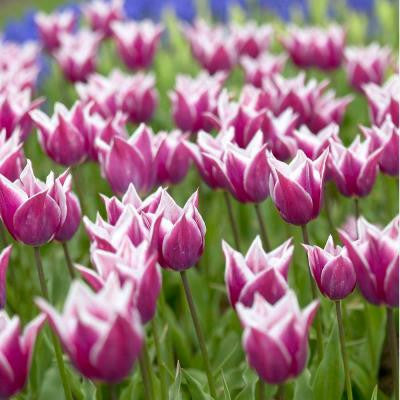 Tulip Claudia Dormant Bulbs (20-Pack)