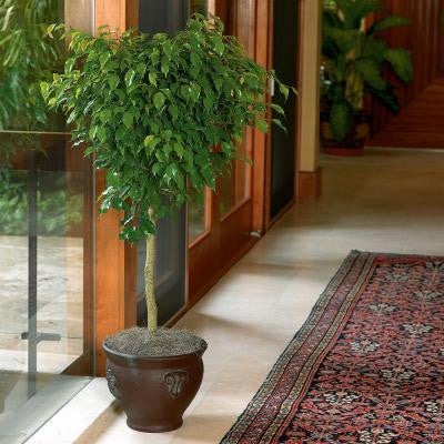 Ficus
