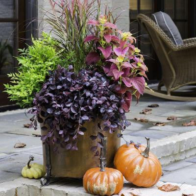 2.5 Qt. Purple Pixie Loropetalum