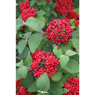 Red Balloon ColorChoice Viburnum - 4.5 in. Quart